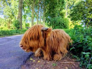 brienenoord eiland scottish highlander rotterdam zuid