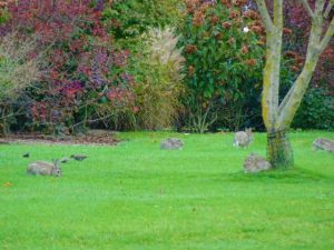 dakpark bunnies konijnen woonboulevard rotterdam west